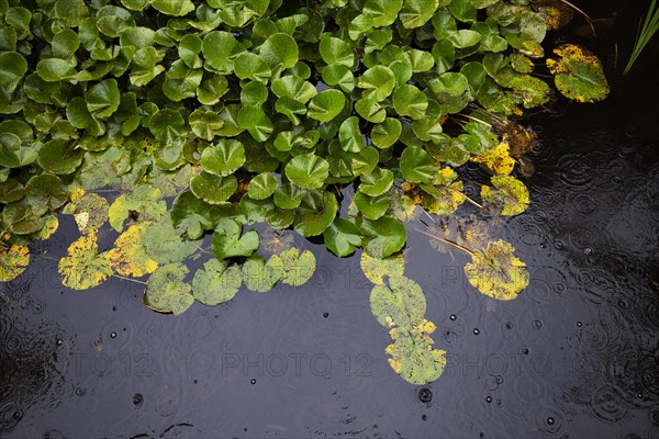 Water lily petals in the pond