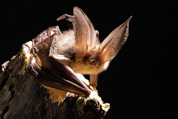 Brown long-eared bat