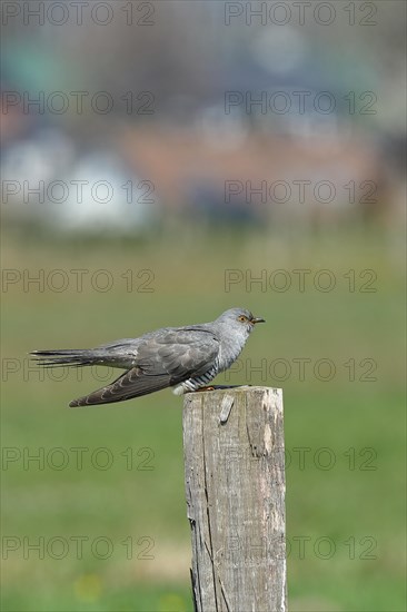 Common cuckoo