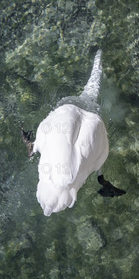 Swan upside down in the water