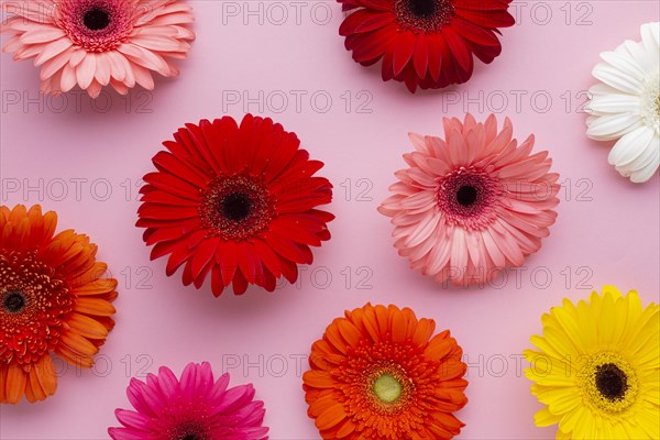 Gerbera flowers pink background