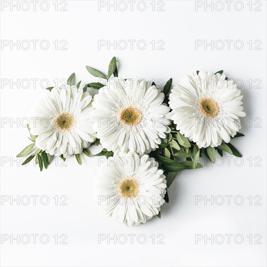 Top view white daisies
