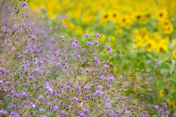 Spotted knapweed