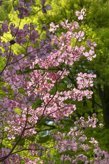 American flowering dogwood