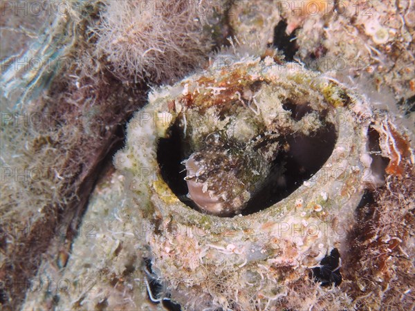 A sabre-toothed blenny