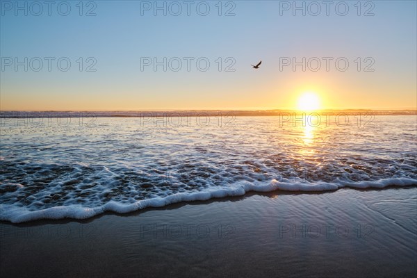 Seagulls fly on beach sund at atlantic ocean sunset with surging waves at Fonte da Telha beach