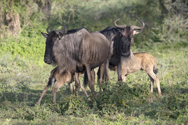 Wildebeest