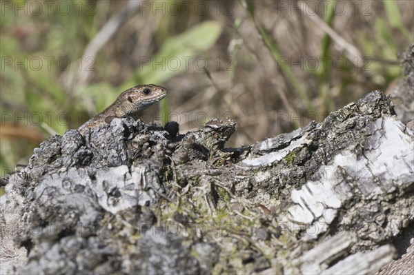 Viviparous lizard