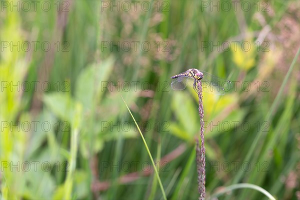 Black darter