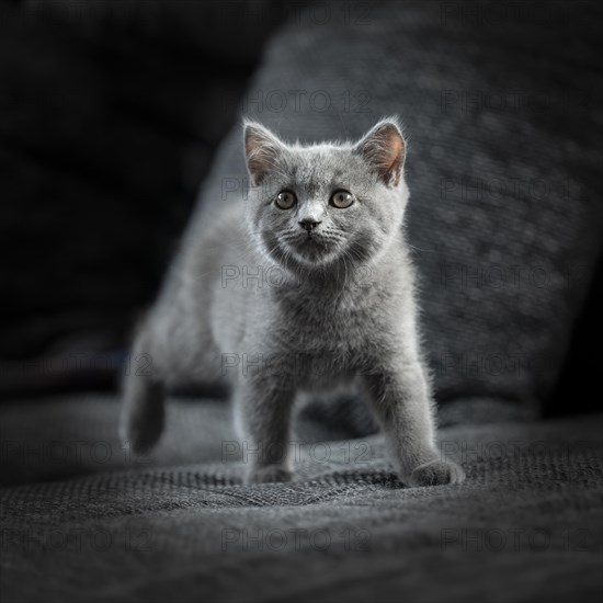 British Shorthair male