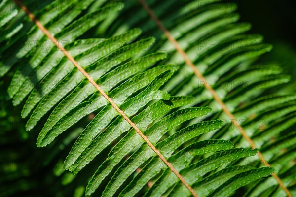 Nephrolepis cordifolia aka Ladder fern