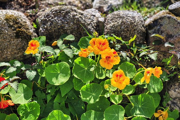 Flowering nasturtium