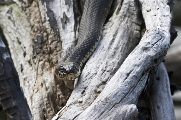 Grass snake