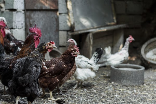 Hens looking aggressively something farm yard