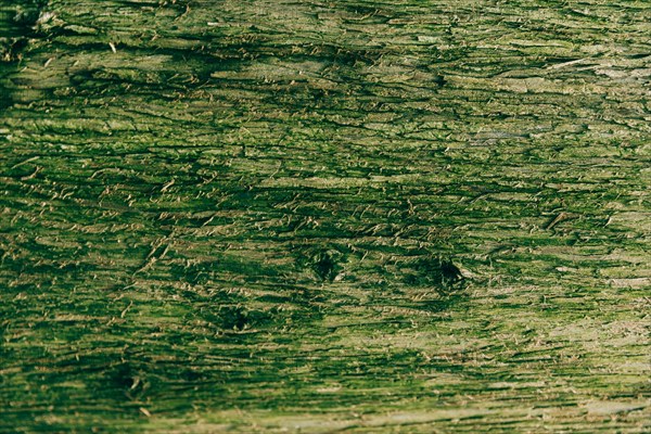 Close up bark covered with green moss