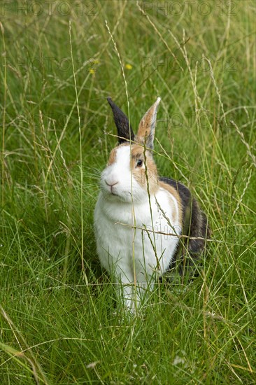 Dutch rabbit sitting in the grass