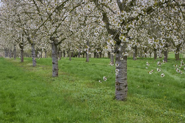 Cherry tree