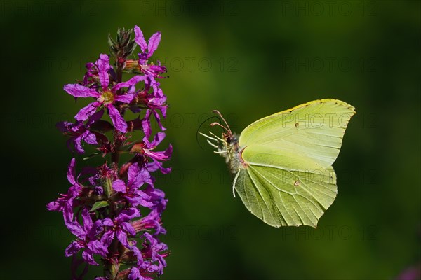 Brimstone