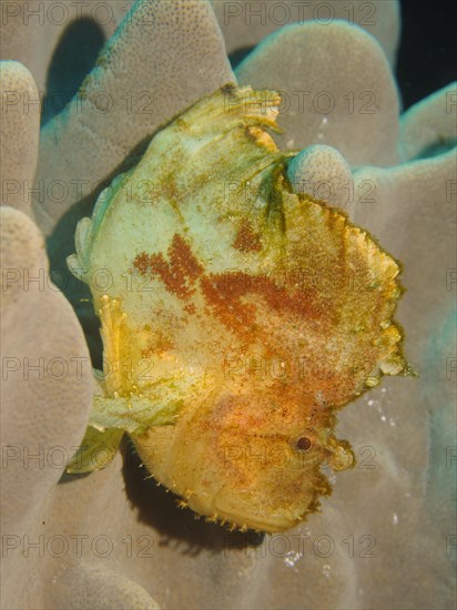 Yellow leaf scorpionfish