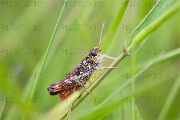 Mottled grasshopper