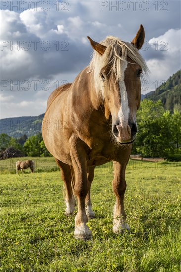 Haflinger horse