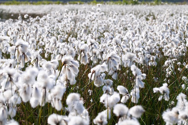 Common cottongrass