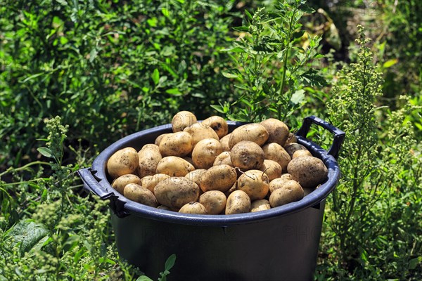 Potato harvest