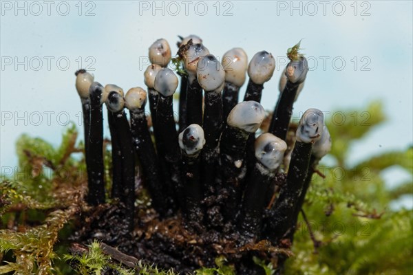 Conidia black cup secondary fruit form several black rough stems and egg-shaped milk-white heads next to each other on tree stump with green moss against blue sky