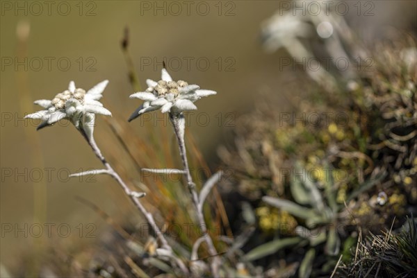 Alpine edelweiss