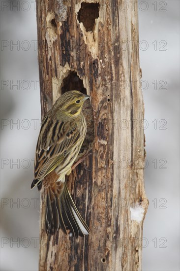 Yellowhammer