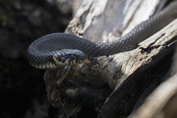 Grass snake