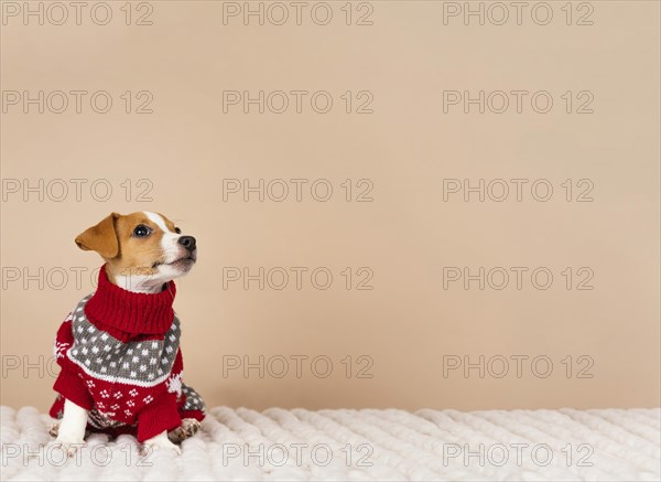 Cute dog wearing sweater