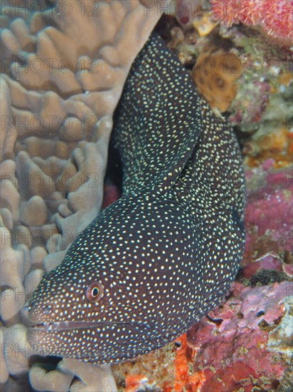 Turkey moray