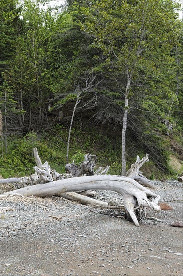 Driftwood on the beach