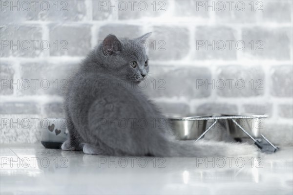 British Shorthair male