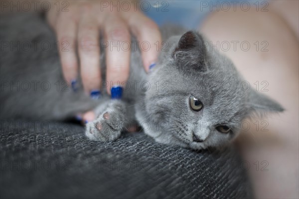 British Shorthair male