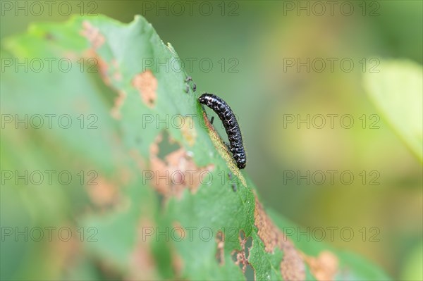 Alder leaf beetle