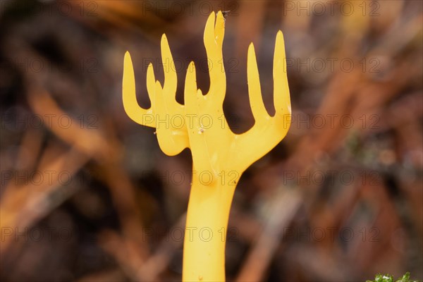 Sticky hornling branchy yellow fruiting body