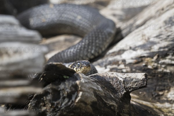 Grass snake