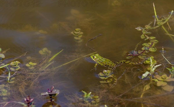 Water frog