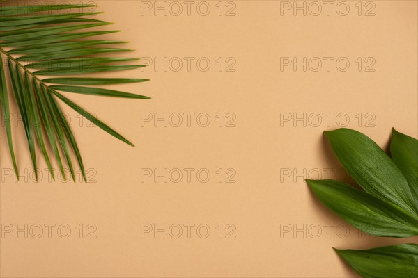 Flat lay different plant leaves with copy space