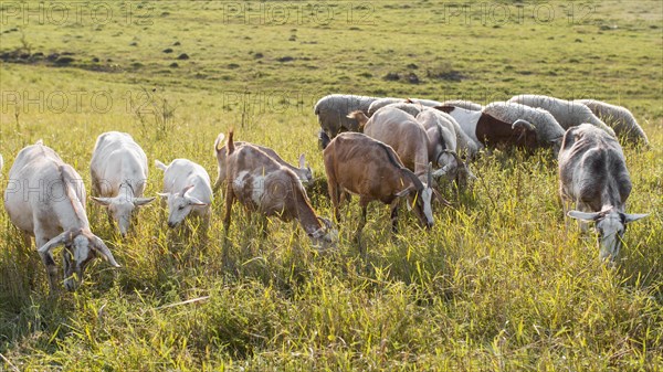 Goats land with grass eating