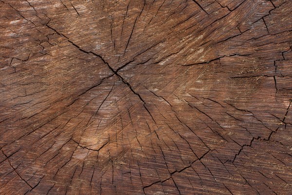 Top view wooden texture