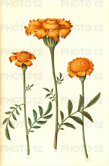 Tagetes patula