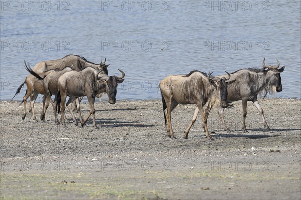 Wildebeest