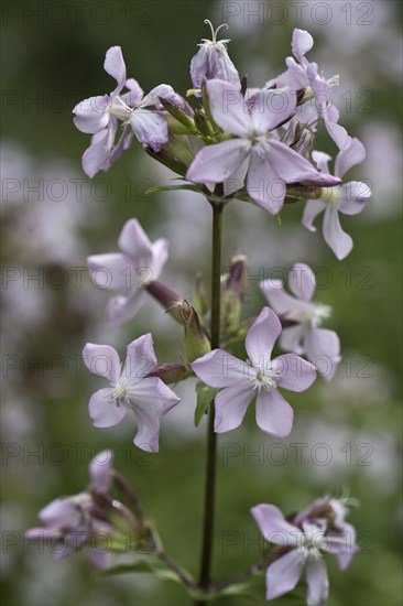 Soapwort