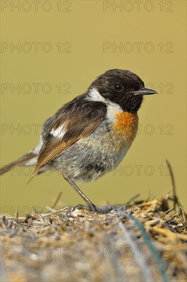 European stonechat