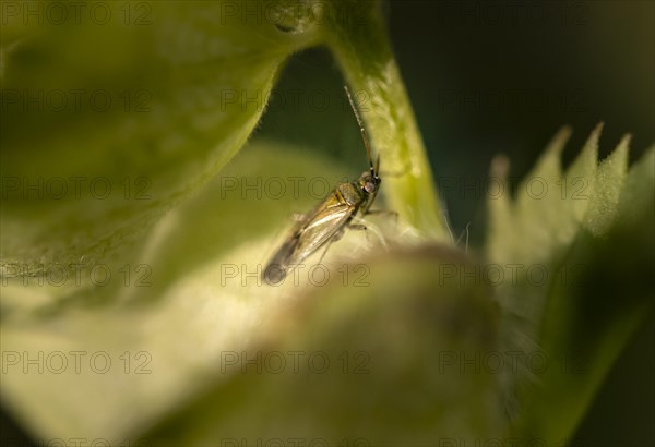 Brown-black nettle soft bug