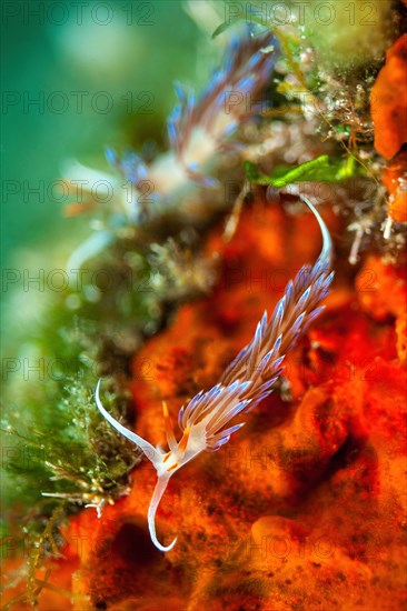 Close-up of nudibranch Thread-wall snail