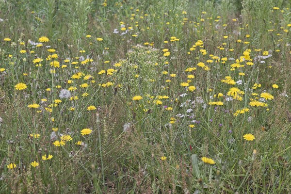 Wildflower meadow with hawkweed